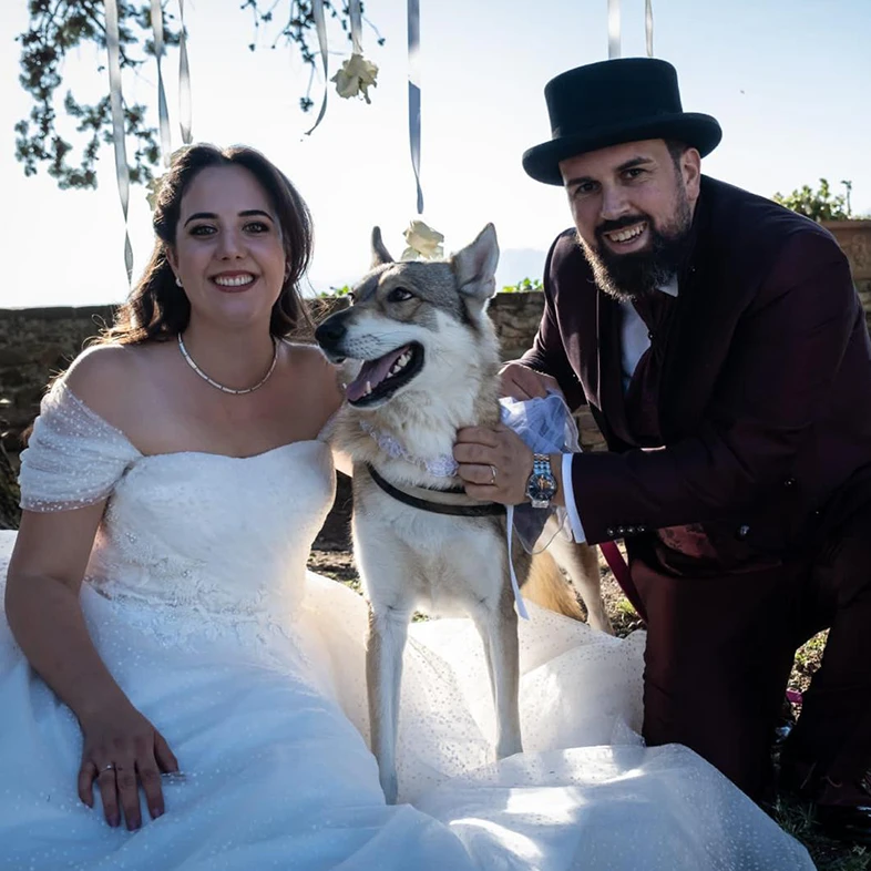 Wedding dog sitter